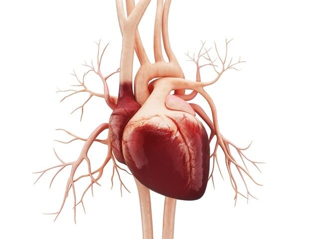 picture20172f12fanatomy_of_human_heart-liya_graphics_5ac9d64765b747899bc4a9ef77468432-620x480-1361469