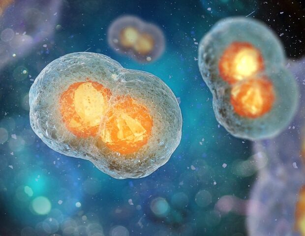 picture20192f62ftwo-cell_embryo2c_mitosis_under_microscope_3d_illustration_-_illustration_-_andrii_vodolazhskyi_m1_4bb73c51d46c449285a21e8af28684d6-620x480-1931852