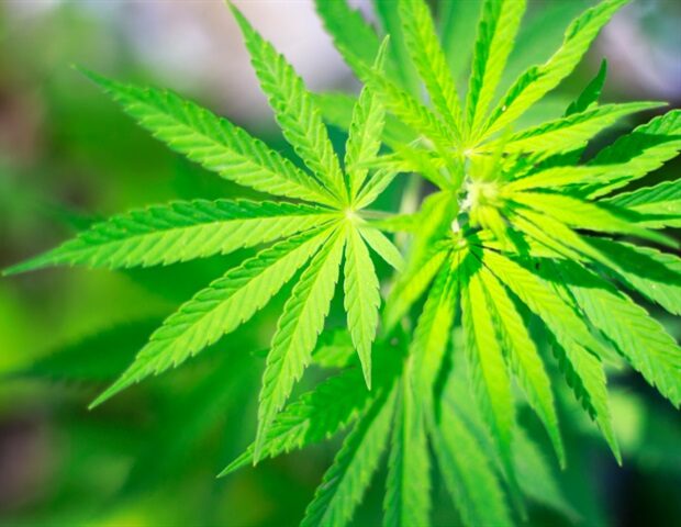 picture20142f72fcannabis-620x480-1107458