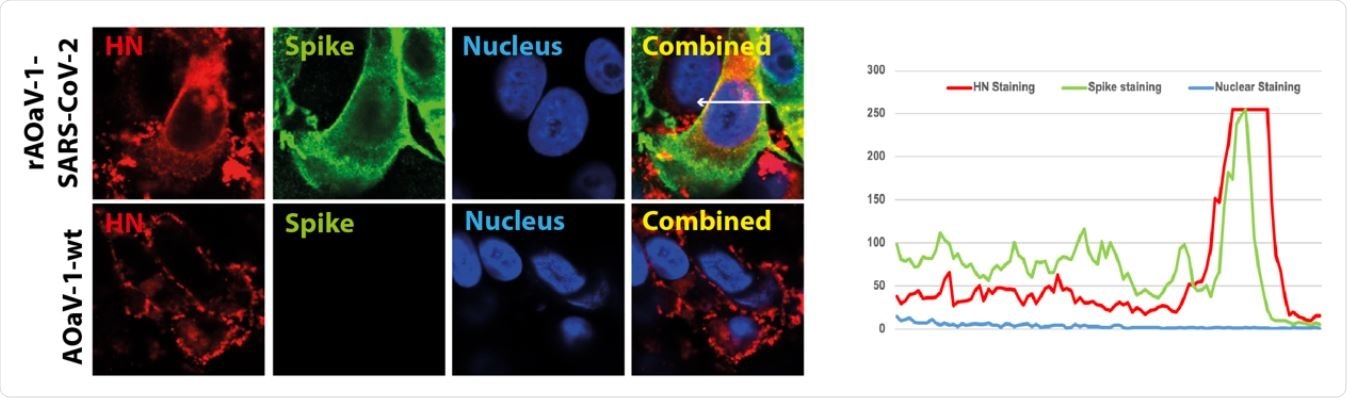 (B) Les cellules Vero ont été infectées par les 600 AOaV-1-wt ou rAOaV-1-SARS-CoV-2 et saintes pour l'expression des protéines HN (rouge) 601 ou S (vertes). La co-expression des deux protéines de surface est colorée en jaune dans 602 images combinées. (C) Le profil quantitatif de co-expression est marqué par une flèche et 603 montré dans le graphique linéaire.