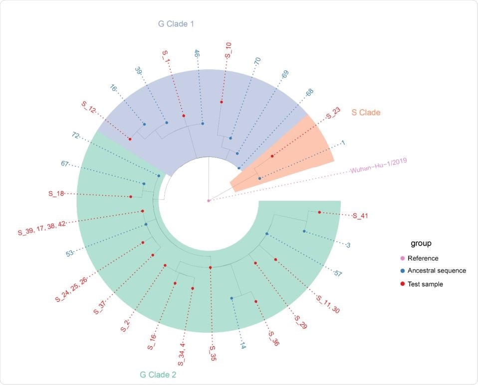 Arbre phylogénétique Nextstrain des cas locaux de SARS-CoV-2 et des séquences ancestrales les plus similaires dans la base de données GISAID. L'échantillon 23 dans le clade S semble dérivé de séquences ancestrales 1 qui comprend principalement des séquences d'Amérique du Nord (USA). Les échantillons 1,10 et 12 du G-clade 1 sont dérivés de la séquence ancestrale 68 et d'autres qui semblent principalement d'origine européenne (Royaume-Uni, Espagne, Portugal). Les 19 autres échantillons du G-clade 2 sont dérivés de la séquence ancestrale 72 et d'autres qui semblent être principalement d'origine nord-américaine (USA).
