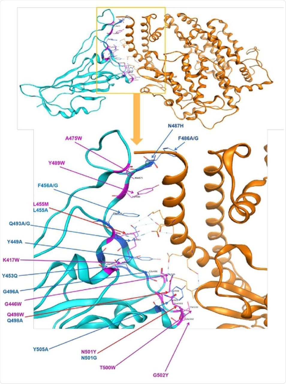 Polymorphisme identifié dans la protéine de pointe RBD mappé à la structure de la protéine de pointe dans le SRAS-CoV-2 en complexe avec ACE2 chez l'homme. Cyan = protéine de pointe,