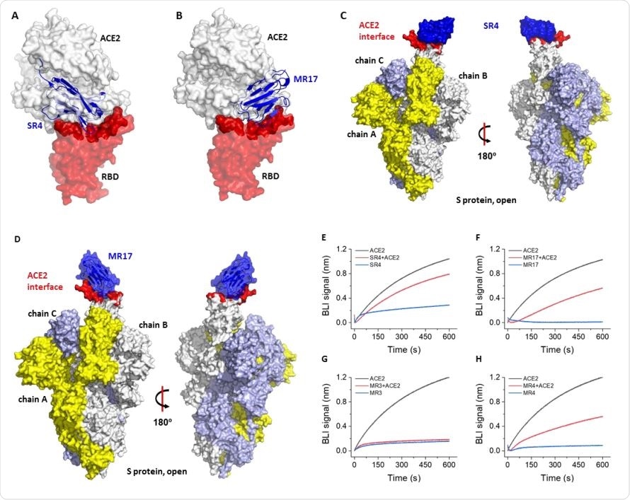 Base moléculaire pour la neutralisation. (A) L'alignement de la structure SR4-RBD sur la structure ACE2-RBD (PDB ID 6M0J) (11) révèle que SR4 (bleu) lie RBD (rouge) au site de liaison ACE2 (rouge foncé). Le récepteur ACE2 est représenté comme une surface blanche. (B) L'alignement de la structure SR4-RBD sur la structure ACE2-RBD (PDB ID 6M0J) (11) révèle que MR17 lie le RBD au site de liaison ACE2. Le codage couleur est le même que dans A. (C, D) Alignement des SR4-RBD (C) et MR17-RBD (D) à la conformation `` up '' du RBD à partir de la structure cryo-EM de l'ensemble protéine S de longueur (PDB ID 6VYB) (7). (E-H) Liaison compétitive pour le RBD entre sybody et ACE2. Un capteur recouvert de streptavidine a été saturé avec 1 μM de RBD biotinylé. Le capteur a ensuite été trempé dans 50 nM de sybody avec (rouge) ou sans 25 nM d'ACE2 (bleu) pour les tests d'interférométrie de bio-couche (BLI). À titre de contrôle, l'interaction ACE2-RBD a été surveillée à l'aide de capteurs sans incubation sybody (noir).