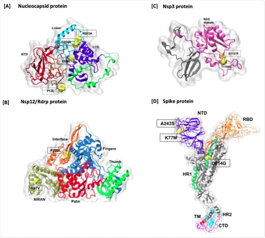 Cartographie des mutations d'acides aminés de fréquence plus élevée sur les protéines Nucelocapsid et Spike. Les mutations sont marquées en rouge sur la représentation de surface de chaque protéine. Dans la protéine Spike, tous les domaines sont mis en évidence dans différentes couleurs, y compris les domaines NTD, RBD, HR1, Fusion peptide region, HR2, TM et CT. De plus, des sites de clivage sont également marqués sur la structure.