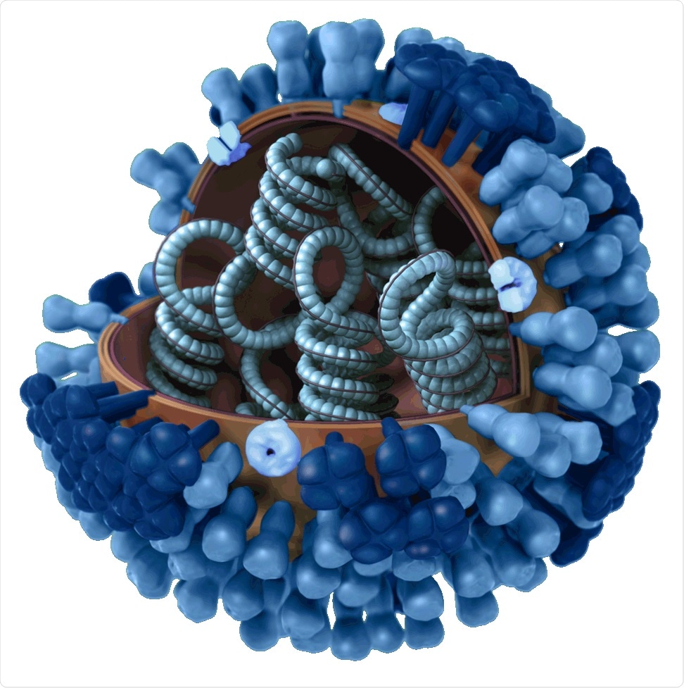 Virus de la grippe H1N1. Crédit d'image: CDC
