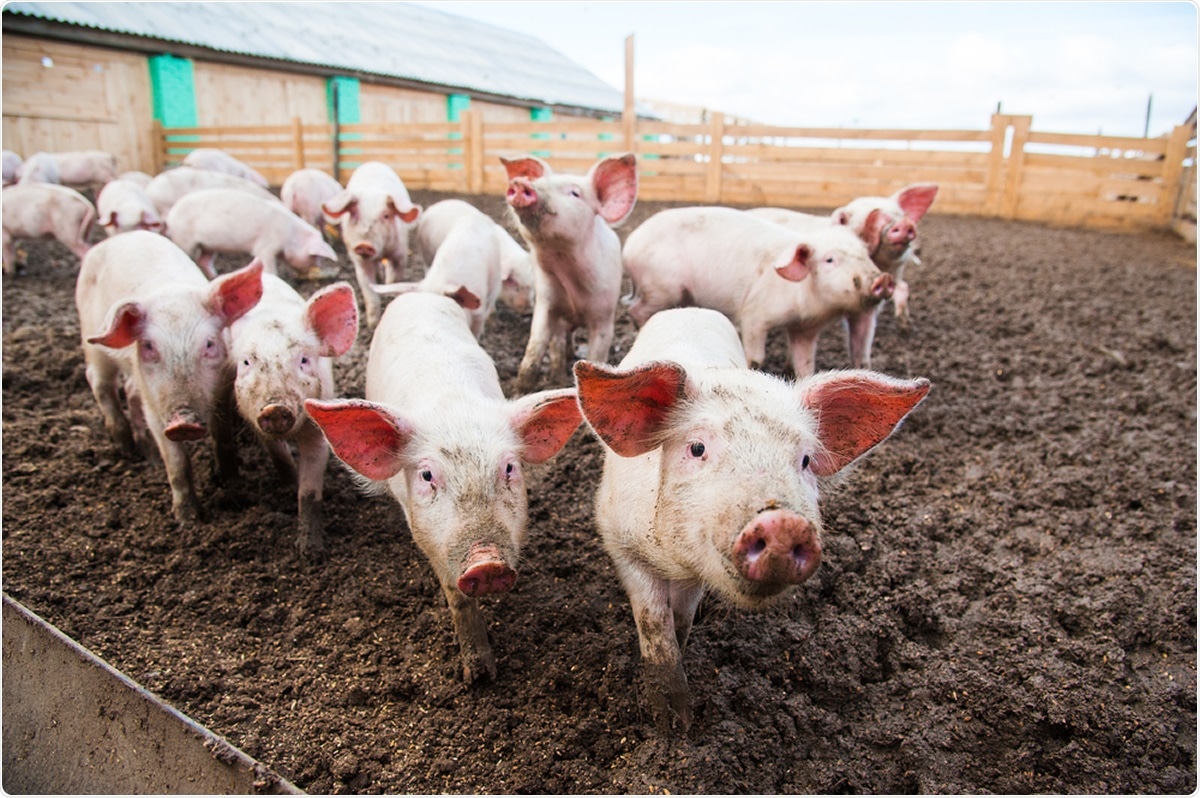 Étude: sensibilité des porcs domestiques à une infection expérimentale par le SRAS-CoV-2. Crédit d'image: SGr / Shutterstock