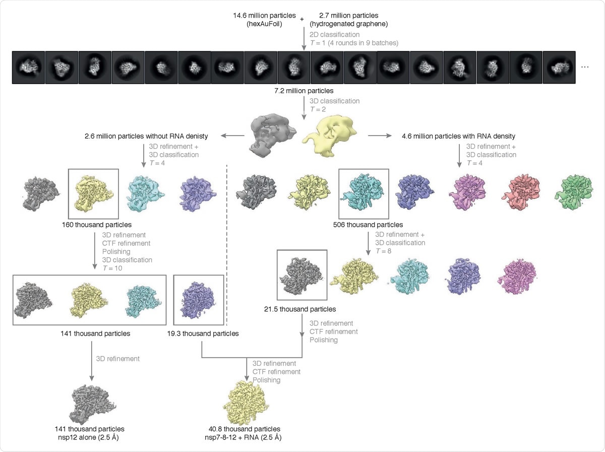 Résumé du traitement des données Cryo-EM. L'organigramme montre les principales étapes du traitement des données, de la sélection des particules, en passant par la classification, jusqu'aux cartes finales. Un sous-ensemble sélectionné des moyennes de classe 2D initiales sans référence et toutes les moyennes de classe 3D intermédiaires calculées pendant le traitement de cet ensemble de données sont affichés. Toutes les moyennes de classe 3D, sélectionnées pour les cycles de traitement suivants, sont encadrées en gris et le nombre de particules dans chacune d'elles est affiché. D'autres tentatives de traitement des classes rejetées sont omises de ce graphique pour plus de clarté, car ces données n'ont pas contribué à l'ensemble final de particules.