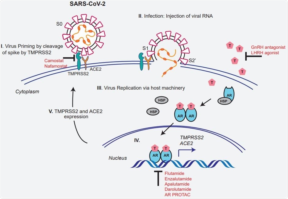 Schéma illustrant le rôle de TMPRSS2 dans le clivage du pic du SRAS-CoV-2 et l'expression médiée par les androgènes de ACE2 et TMPRSS2 qui pourraient potentiellement être ciblés par des thérapies dirigées par AR.