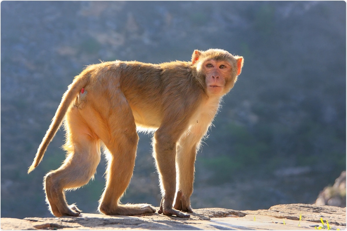 Étude: Comparaison de l'infection par le SRAS-CoV-2 chez deux espèces de primates non humains: les macaques rhésus et cynomolgus. Crédit d'image: Don Mammoser / Shutterstock