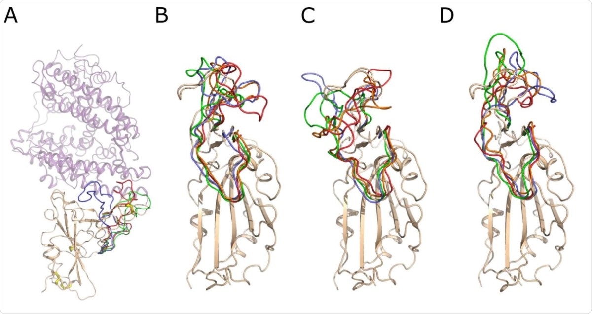 Instantanés de la conformation de la boucle de surface RBD, résidus 456-490, le long des trajectoires de dynamique moléculaire.  A) La structure cristalline du complexe Spike RBD - ACE2.  Le domaine Spike RBD est représenté sous forme de dessin animé et de blé coloré, tandis que ACE2 est représenté sous forme de dessin animé semi-transparent lilas.  Les liaisons S – S sont représentées sous forme de fil avec des atomes de carbone blanc et de soufre jaune.  La conformation de la boucle de surface RBD, résidus 456-490, après 250 ns de modélisation moléculaire est montrée en vert, rouge et lavande pour RBD, RBD (-4 SS) et RBD (-1 SS), respectivement.  B) Instantanés des conformations de la boucle RBD 456-490.  Le domaine RBD est présenté sous forme de dessin animé de blé.  La structure de la boucle est représentée en couleur lavande, verte, orange et rouge pour 250, 500, 750 et 1000 ns de la trajectoire de modélisation.  C) Instantanés de la boucle 456-490 conformations du RBD (- 1 SS).  D) Instantanés de la boucle 456-490 conformations du RBD (-4 SS).  Le schéma de coloration est identique pour B, C et D. Les écarts structurels de la boucle 456-490 sont beaucoup plus élevés si la liaison Cys480-Cys488 est réduite, comme indiqué en C et D.