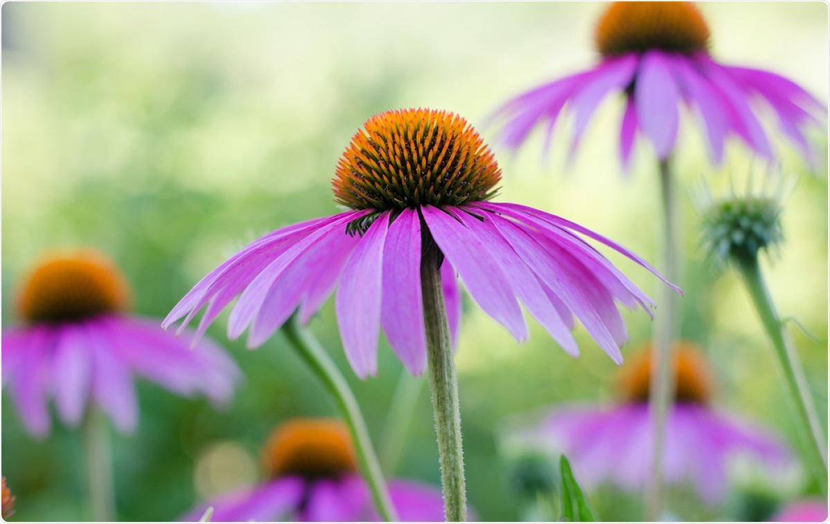 Échinacée.  Crédit d'image: Mitand73 / Shutterstock