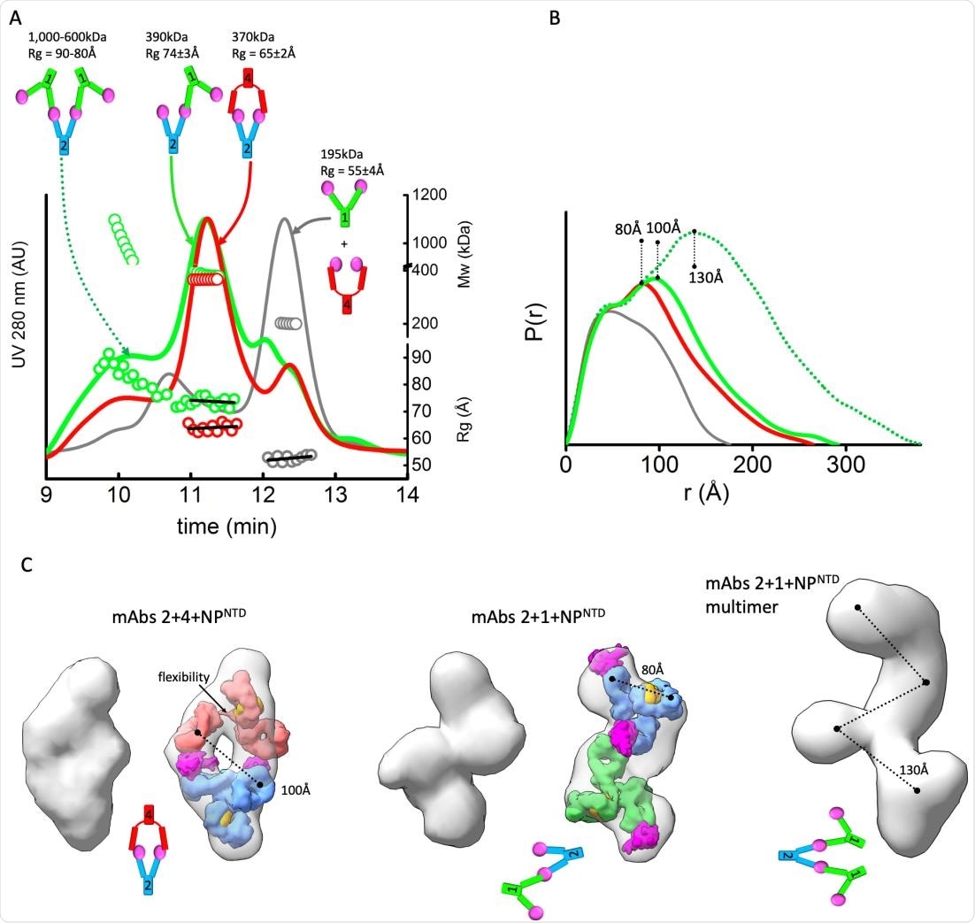 L'appariement linéaire ou sandwich des MAbs dépend de la flexibilité inhérente.  A) Chromatogrammes SEC-MALS-SAXS pour les échantillons mAb1-2-NPNTD (vert), mAb2-4-NPNTD (rouge) et mAb1-4-NPNTD (gris).  Les lignes pleines représentent le signal UV 280 nm en unités arbitraires, tandis que les symboles représentent la masse moléculaire (en haut) calculée à partir des valeurs MALS et Rg (en bas) pour chaque trame SAXS collectée en fonction du temps d'élution.  B) Fonctions P (r) calculées pour les courbes SAXS expérimentales pour le pic SEC principal de mAb1-2-NPNTD (vert), mAb2-4-NPNTD (rouge), mAb1-4-NPNTD (gris) et épaule SEC précoce de mAb1-2-NPNTD (points verts).  Les fonctions P (r) sont normalisées au