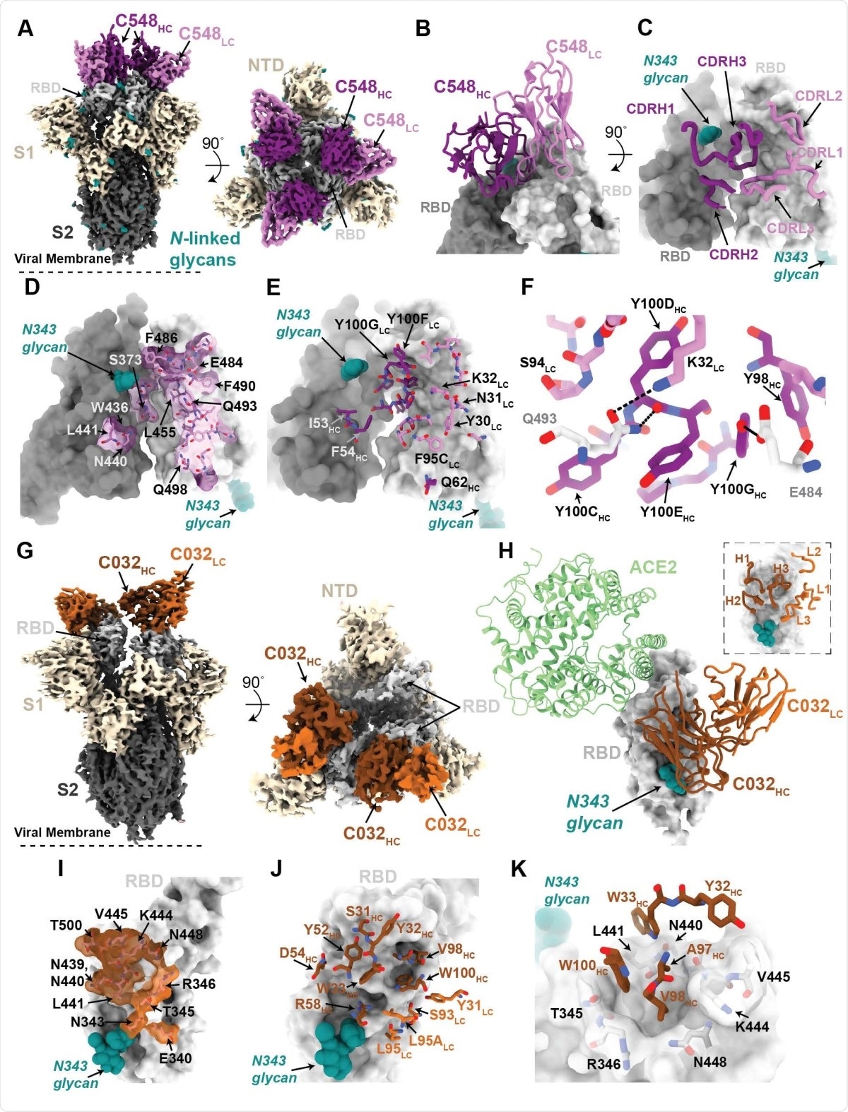 Structures d'anticorps anti-RBD 1,3 m de classe 2 et 3.  (A) densité cryo-EM de 3,4 Â pour le complexe C548-S de classe 2 (seuls les domaines VH-VL de C548 sont représentés).  (B) Vue rapprochée de l'épitope quaternaire impliquant des interactions de pontage entre les RBD adjacents.  (C) boucles CDR mappées sur des surfaces RBD adjacentes.  (D) Epitope de C548 mis en évidence sur les RBD adjacents.  (E) Paratope C548 mappé sur les RBD adjacents.  (F) Interactions entre RBD et C548 avec un sous-ensemble de résidus en interaction mis en évidence comme des bâtons.  Les liaisons hydrogène potentielles sont représentées par des lignes pointillées.  (G) Densité cryo-EM de 3,4 Â pour le complexe C032-S de classe 3 (seuls les domaines VH-VL de C032 sont représentés).  (H) Superposition de la partie C032 – RBD de la structure complexe C032-S avec une structure ACE2-RBD (de PDB 6VW1).  (I) Epitope de C032 mis en évidence sur la surface RBD.  (J) Paratope C032 mappé sur la surface RBD.  (K) Interactions entre les boucles RBD et C032 CDRH1 et CDRH3, avec un sous-ensemble de résidus en interaction mis en évidence comme des bâtons.  Les liaisons hydrogène potentielles sont représentées par des lignes pointillées.