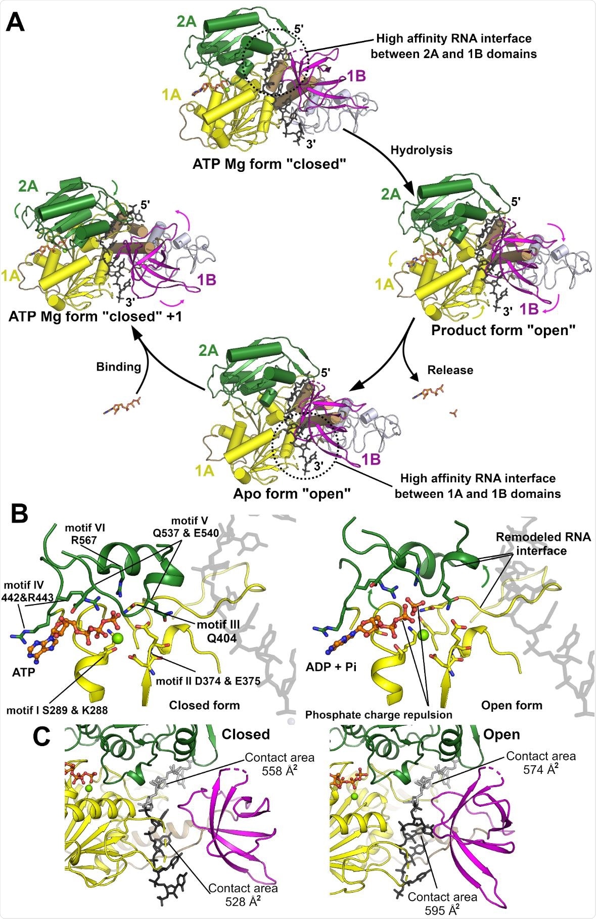 Modèle pour le mécanisme de translocation NSP13 5 'à 3'.  (A) Mécanisme de translocation proposé pour NSP13 basé sur la transition des formes fermées (pré-hydrolyse) aux formes ouvertes (produit et APO).  Les transitions sont initiées par la liaison, l'hydrolyse et la libération d'ATP qui déclenche les changements conformationnels et remodèle l'interface ARN.  (B) Vue rapprochée du site actif avec ATP dans la conformation fermée (à gauche) et ADP et Pi dans la conformation ouverte (à droite).  L'hydrolyse en tant que répulsion de charge ultérieure pourrait déclencher l'ouverture de la fente entre les deux domaines avec des motifs conservés sur le domaine 2A principalement en contact avec le phosphate produit tandis que le produit ADP interagit avec le domaine 1A.  Plusieurs des motifs interagissant avec le phosphate sont proximaux aux régions de l'interface de liaison à l'ARN indiquant la possibilité d'une modulation basée sur l'état d'hydrolyse.  (C) Remodelage de l'interface ARN en fonction de la position adoptée par le domaine 1B.  La conformation fermée est affichée à gauche et la conformation ouverte à droite.  Les zones de contact pour les régions ARN 5 'et 3' (représentées en gris et noir) sont représentées.