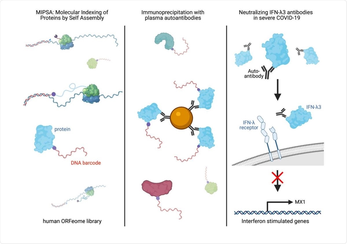 Étude: Neutralisation des auto-anticorps IFNL3 dans les COVID-19 sévères identifiés à l'aide de l'indexation moléculaire des protéines par auto-assemblage.  Crédit d'image: Preprint Graphical Abstract / serveur de préimpression bioRxiv