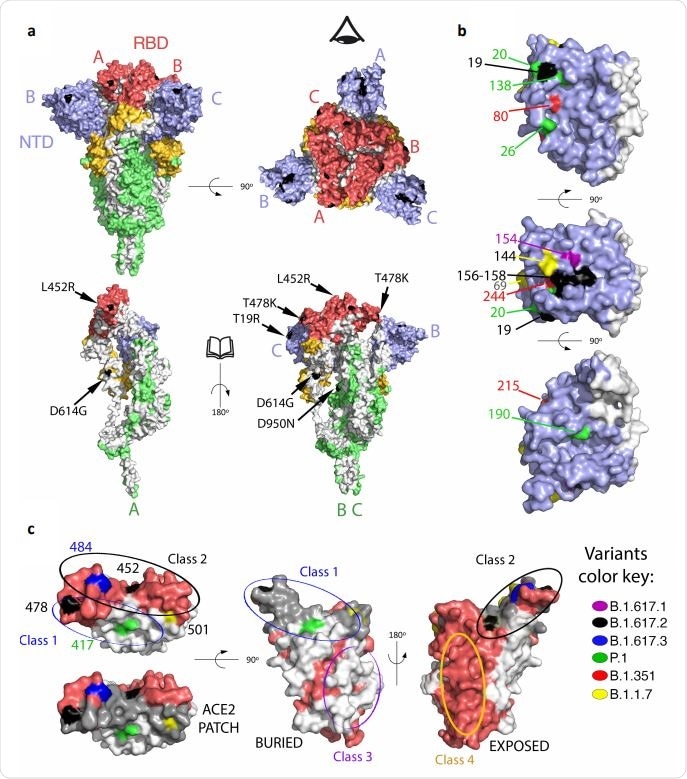 Cartographie des mutations sur B1.617.2 et d'autres variantes préoccupantes pour la surface de Spike.  une.  Le trimère de protéine Spike (PDB: 6XR8, correspondant à un trimère de pointe fermé avec les trois RBD dans la conformation «vers le bas») est représenté avec sa surface colorée selon les domaines: bleu NTD, RBD rouge, le reste de S1 jaune et S2 vert .  Les interfaces entre les protomères ont été laissées en blanc pour aider à visualiser les limites des protomères.  Les trois chaînes polypeptidiques dans le trimère ont été arbitrairement définies comme A, B et C, marquées pour identifier NTD (bleu) et RBD (rouge) dans le même protomère.  Les patchs de surface correspondant aux résidus mutés dans le variant B.617.2 sont colorés en noir.  Les panneaux supérieurs affichent deux vues orthogonales.  Les panneaux inférieurs montrent les trimers avec la sous-unité A dans la même orientation que dans le panneau du haut, et les sous-unités B et C tournées à 180 degrés pour montrer l'interface du trimère (les régions enterrées dans le trimère sont laissées en blanc).  L'icône en forme d'œil sur le panneau supérieur droit sert à indiquer le point de vue du panneau inférieur droit, après avoir supprimé la chaîne A pour afficher les surfaces internes.  Les mutations de B.617.2 sont étiquetées dans le panneau inférieur.  b.  Détails de la surface NTD, avec des mutations apparues dans les variantes indiquées.  c.  RBD montré dans trois vues orthogonales.  le panneau de gauche est vu sur la surface qui lie ACE2, avec la surface enterrée dans le complexe avec ACE2 superposé en gris dans le panneau inférieur (étiqueté «patch ACE2»).  Les mutations sur les variants sont étiquetées.  Le panneau du milieu montre la surface RBD enfouie dans le trimère de pointe fermé.  Le panneau de droite montre sa surface exposée.  Notez que les mutations sur le cluster RBD tout autour du patch ACE2.  Les panneaux ont été préparés avec le système graphique moléculaire PyMOL, version 2.1 Schrödinger, LLC.