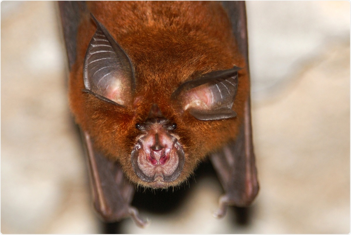 Coronavirus de type SRAS chez les chauves-souris fer à cheval (Rhinolophus spp.) En Russie, 2020. Crédit d'image: Hugh Lansdown / Shutterstock