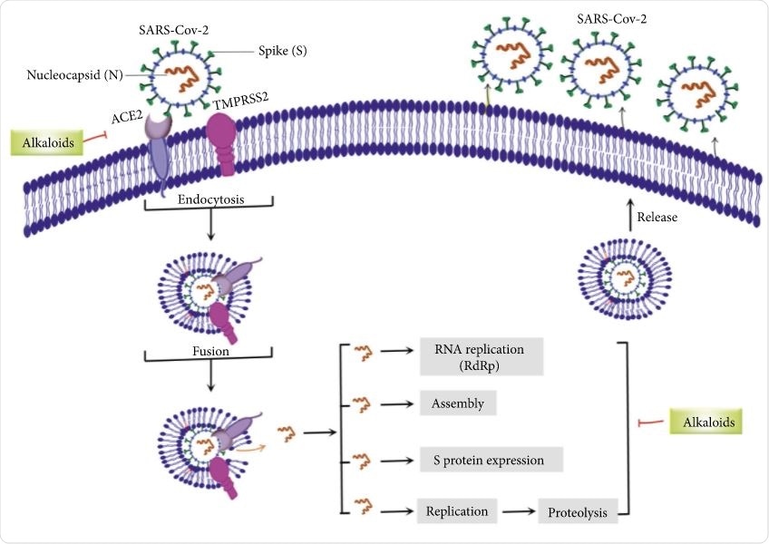 Cibles majeures des alcaloïdes dans la lutte contre le SRAS-CoV-2.  ACE2 : enzyme de conversion de l'angiotensine 2, TMPRSS2 : sérine protéase transmembranaire 2 et SARS-CoV-2 : coronavirus-2 du syndrome respiratoire aigu sévère.