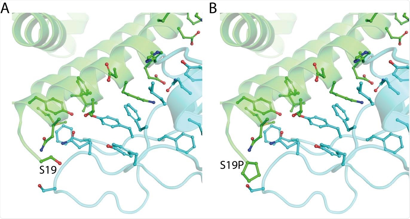 La structure du variant faux-sens ACE2 (vert) gnomAD24 p.Ser19Pro qui améliore l'affinité de liaison de Spike (bleu clair).  A. L'environnement d'ACE2 Ser19 de PDB ID : 6vw111.  B. Modèle de ACE2 p.Ser19Pro en complexe avec Spike.  La structure mutante a été modélisée sur 6vw1 avec mCSM-PPI13.