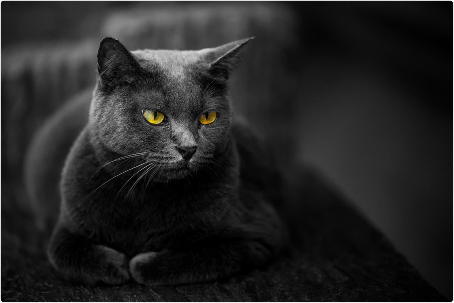 Review: SARS-CoV-2 Clinical Outcome in Domestic and Wild Cats: A Systematic Review. Image Credit: Ekachai Prasertkaew / Shutterstock