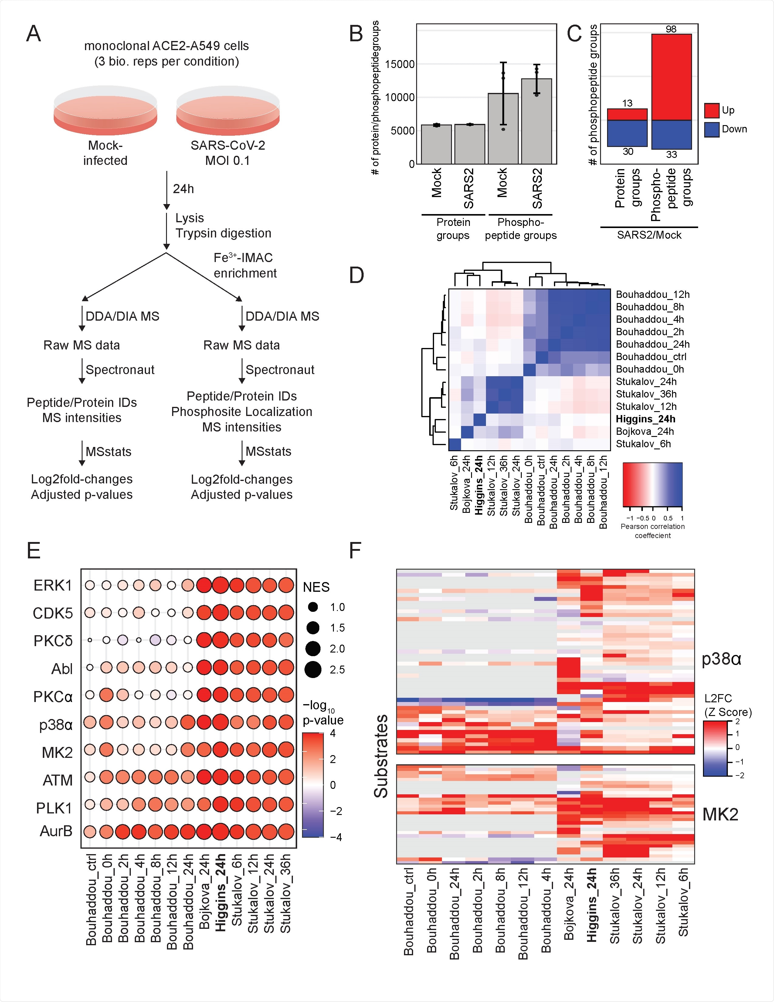 La méta-analyse des études de protéomique sur le SRAS-CoV-2 révèle des voies systématiquement régulées à travers les espèces et les types de cellules.  A) Schéma de conception expérimentale.  B) Moyenne des groupes de protéines et des groupes de sites de phosphorylation quantifiés dans chaque condition.  Les barres d'erreur correspondent à l'écart type.  C) Le nombre de groupes de protéines exprimés différemment et de groupes de sites de phosphorylation pour les cellules infectées par le SRAS-CoV-2 se replie sur les cellules infectées simulées  E) Analyse de l'activité kinase basée sur les profils de changement log2fold de cette étude et des études publiées indiqué.  La valeur absolue du score d'enrichissement normalisé (NES) est indiquée par la taille des nœuds et le -Log10 (valeur p) est indiqué par l'échelle de couleurs.  Les diminutions de l'activité kinase sont indiquées par des valeurs négatives de -LogP.  F) Les profils de changement log2 fois transformés par le score Z des kinases p38/MAPK p38α et MK2 dans cette étude et les études publiées ont indiqué.  Chaque rangée représente un substrat protéique de la kinase respective avec le changement log2 fois maximum de tous les sites de phosphorylation, chaque substrat étant indiqué par l'échelle de couleurs.