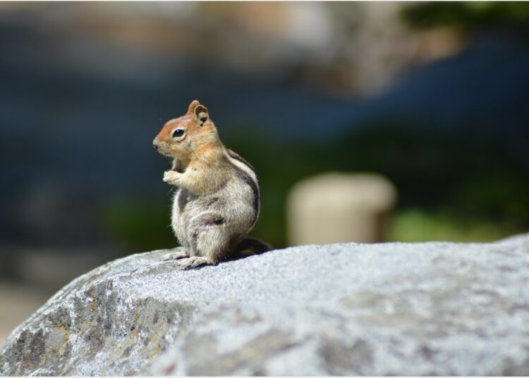 Image Credit: Lara Red / Shutterstock