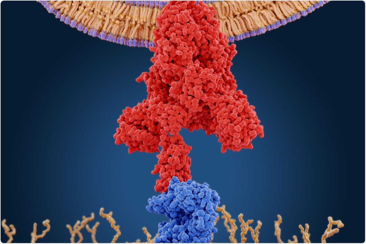 Study: SARS-CoV-2 spike opening dynamics and energetics reveal the individual roles of glycans and their collective impact. Image Credit: Juan Gaertner / Shutterstock