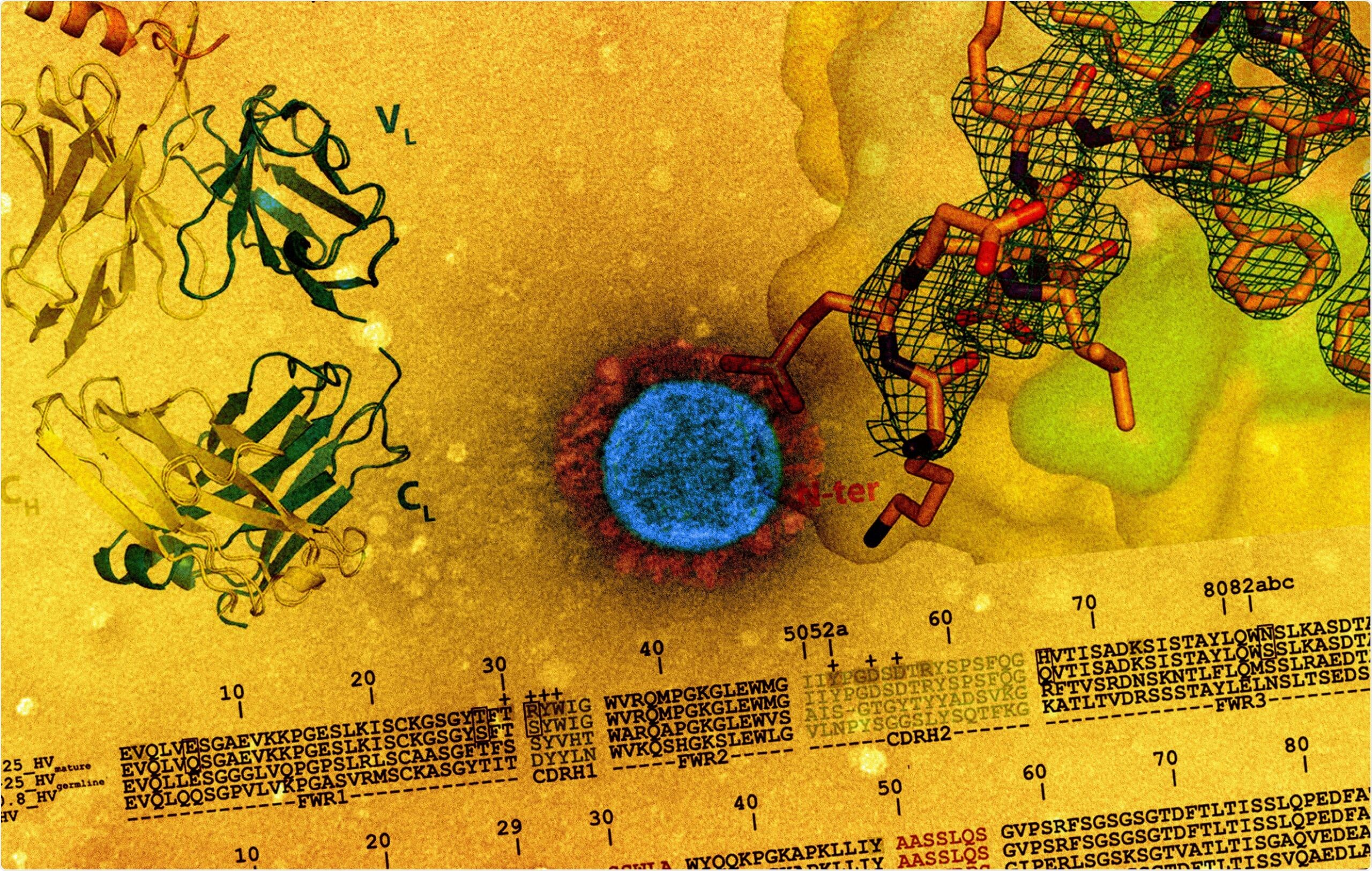 Study: Structural Basis and Mode of Action for Two Broadly Neutralizing Antibodies Against SARS-CoV-2 Emerging Variants of Concern. Image Credit: NIAID