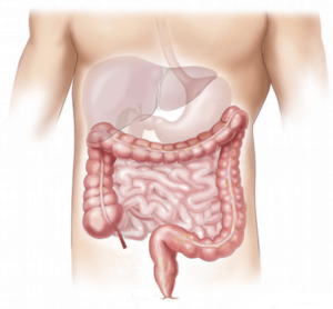 Microbiote intestinal : Quelles sont ses fonctions dans l’organisme