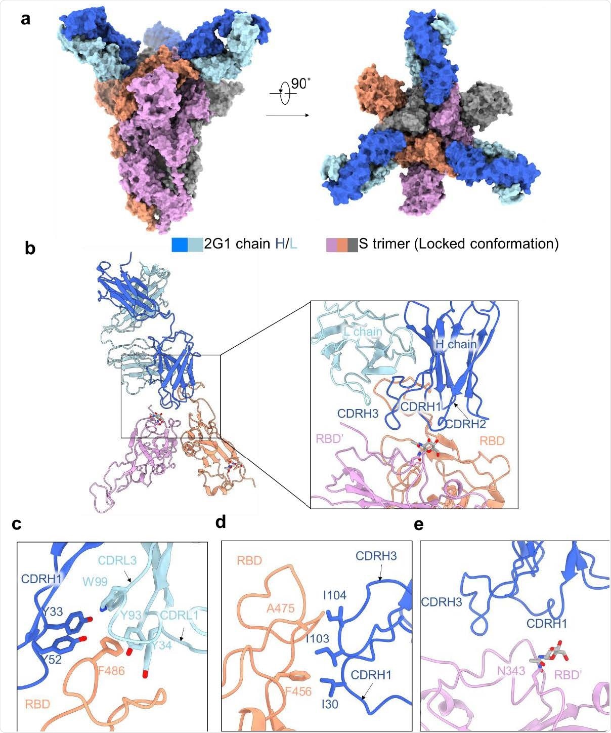 Structure cryo-EM de 2G1 et du complexe avec la protéine WA1/2020 S.  a, La carte cryo-EM en couleur du domaine du trimère d'ectodomaine SARS-CoV-2 S et du complexe de fragments Fab 2G1 est montrée, vue le long de deux orientations perpendiculaires.  Les chaînes lourdes et légères de 2G1 sont respectivement colorées en bleu et en cyan.  b, Les trois protomères de la protéine S trimérique sont de couleur grise, orange et rose.  ce, L'interface de liaison entre 2G1 et RBD et RBD adjacent'.  RBD et 2G1 interagissent principalement par le biais d'interactions hydrophobes (c et d).  La chaîne lourde 2G1 (CDRH3 et CDRH1) se trouve au-dessus du RBD adjacent' (e)