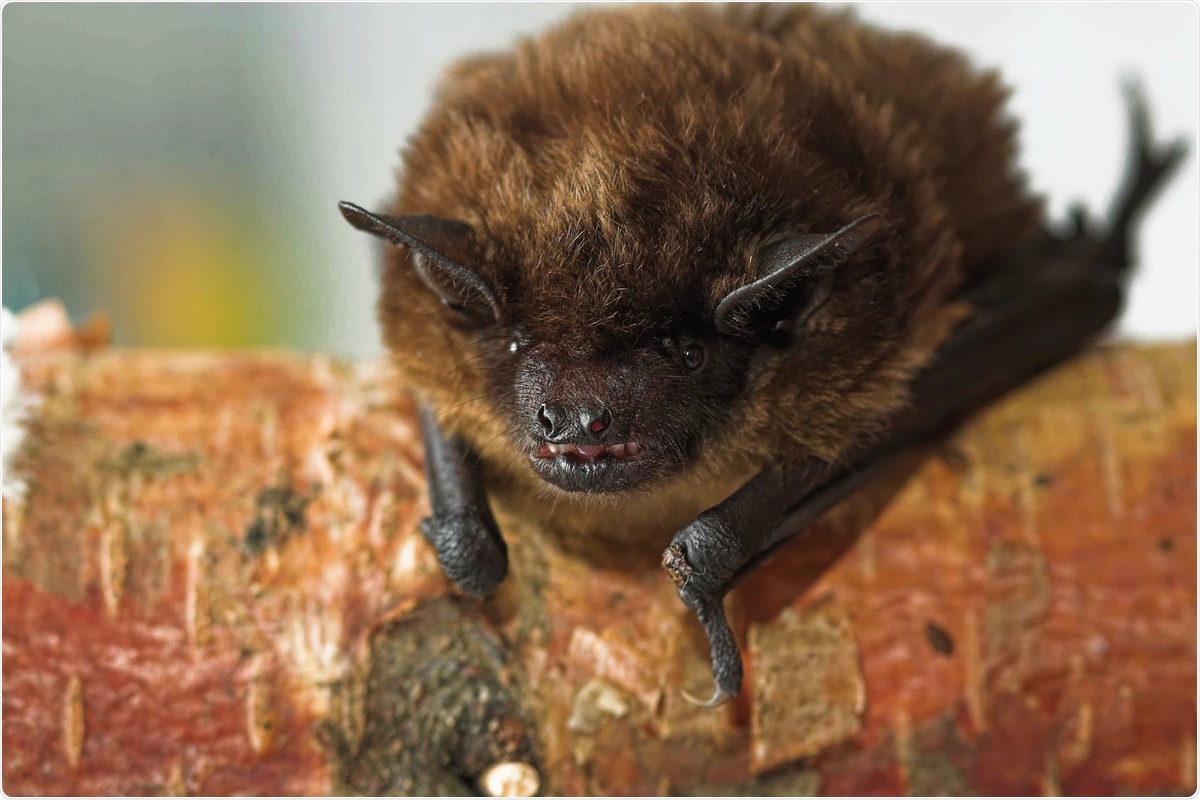 Study: Genomic Characterization of a Novel Alphacoronavirus Isolated from Bats, Korea, 2020. Image Credit: Colin Seddon/ Shutterstock