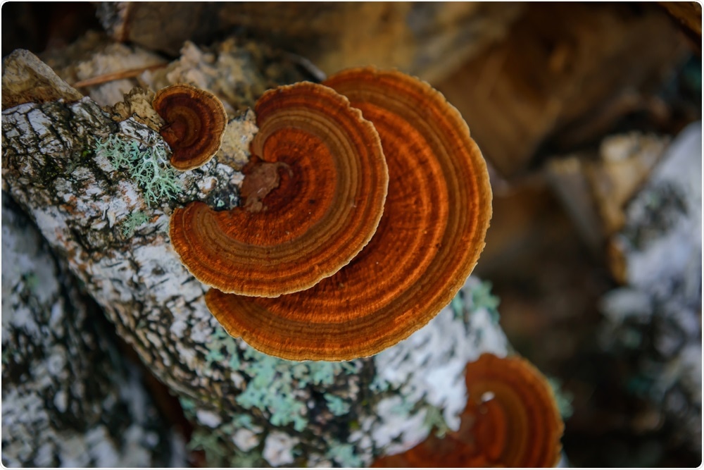 Cibler le SRAS-CoV-2 avec le champignon Chaga – un composé antiviral naturel
