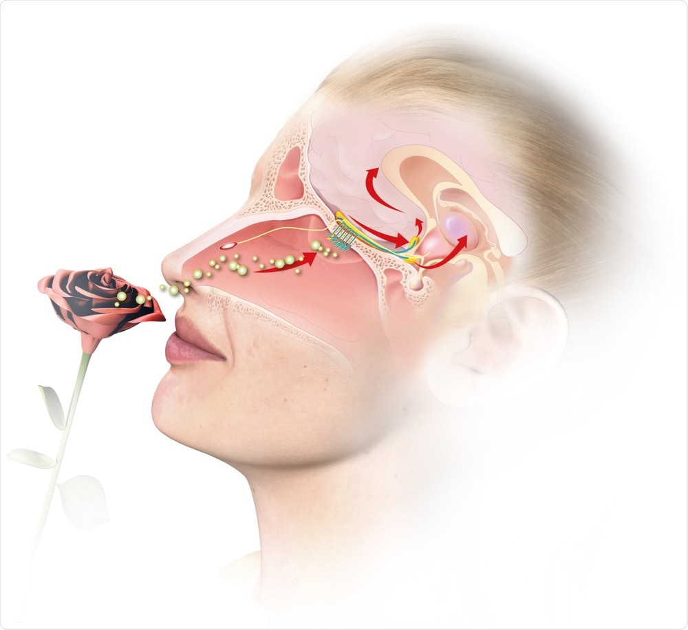Nouvelle méthode pour diagnostiquer l'anosmie