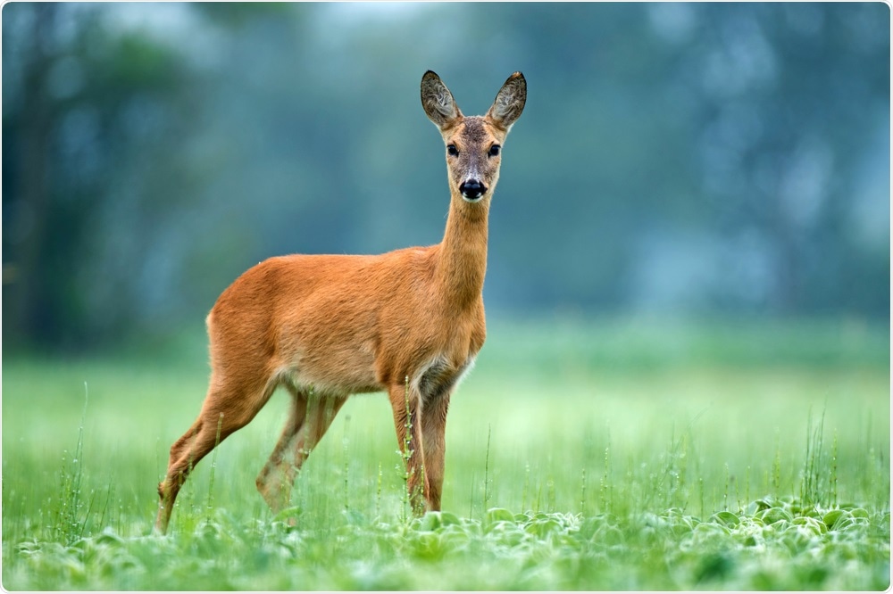De nouvelles données indiquent un réservoir animal majeur du SRAS-CoV-2 chez le cerf dans l'Iowa
