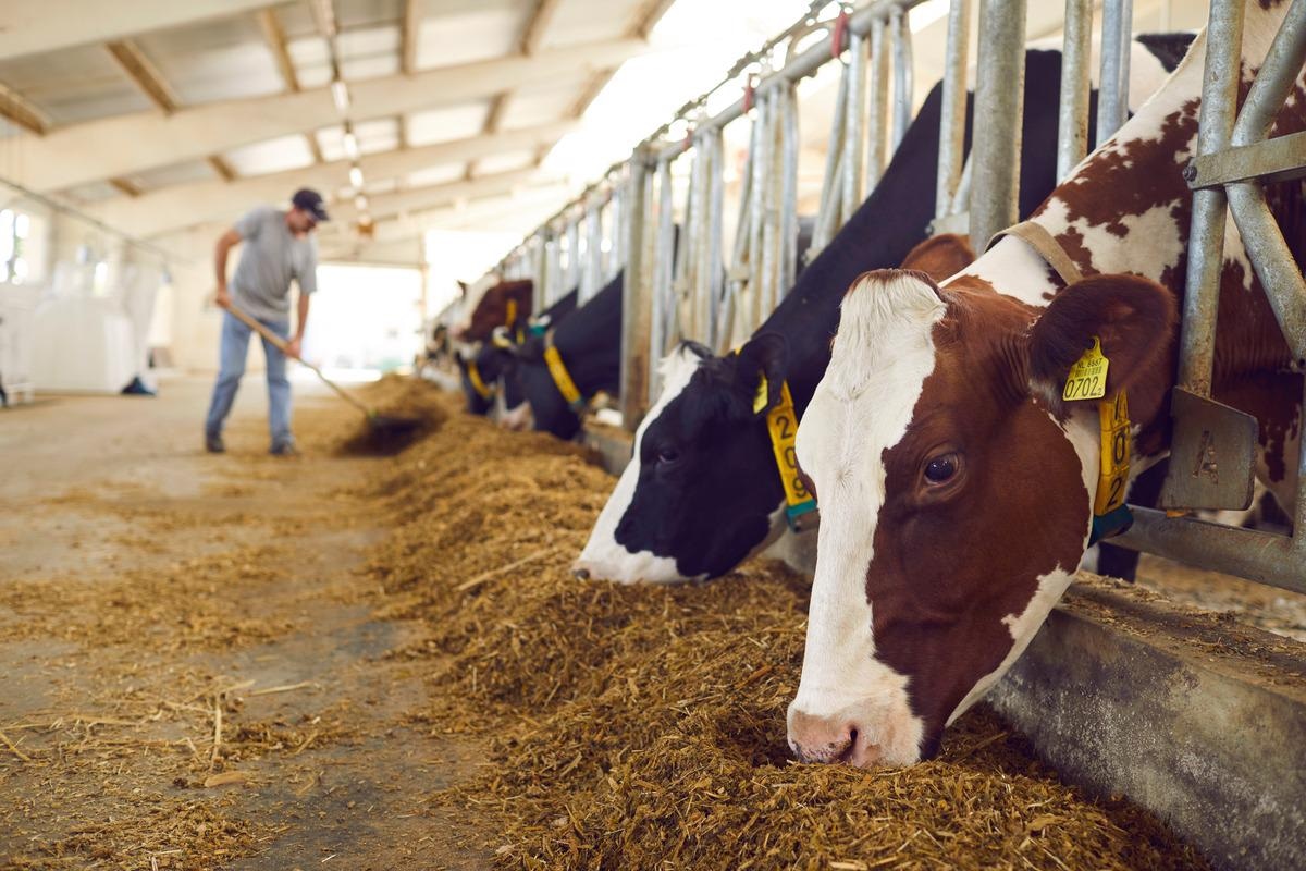 Study: Potential cross-protection against SARS-CoV-2 from previous exposure to bovine coronavirus.Image Credit: Studio Romantic/Shutterstock