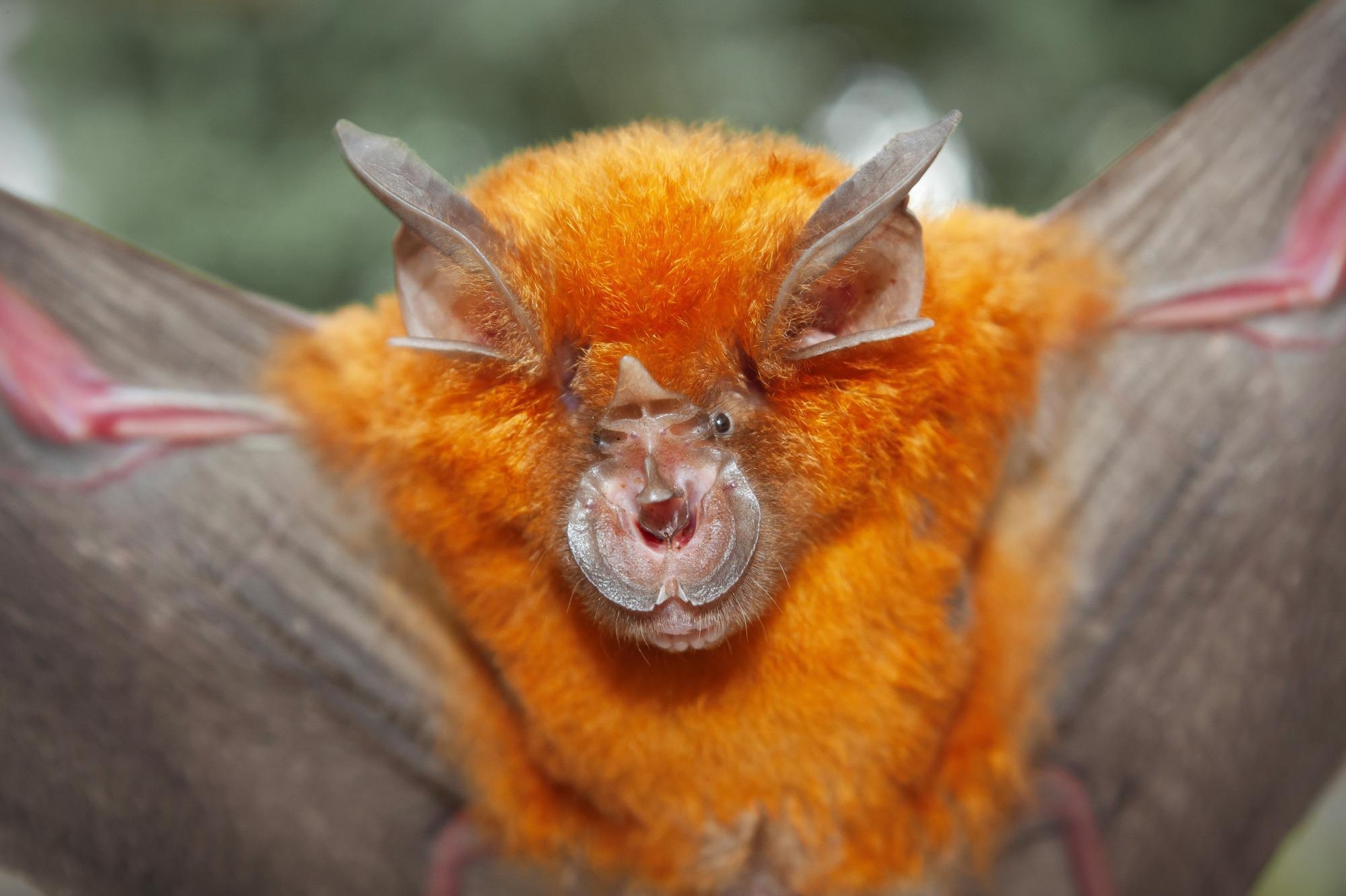 Sudy: Present and future distribution of bat hosts of sarbecoviruses: implications for conservation and public health. Image Credit: Binturong-Tonoscarpe / Shutterstock