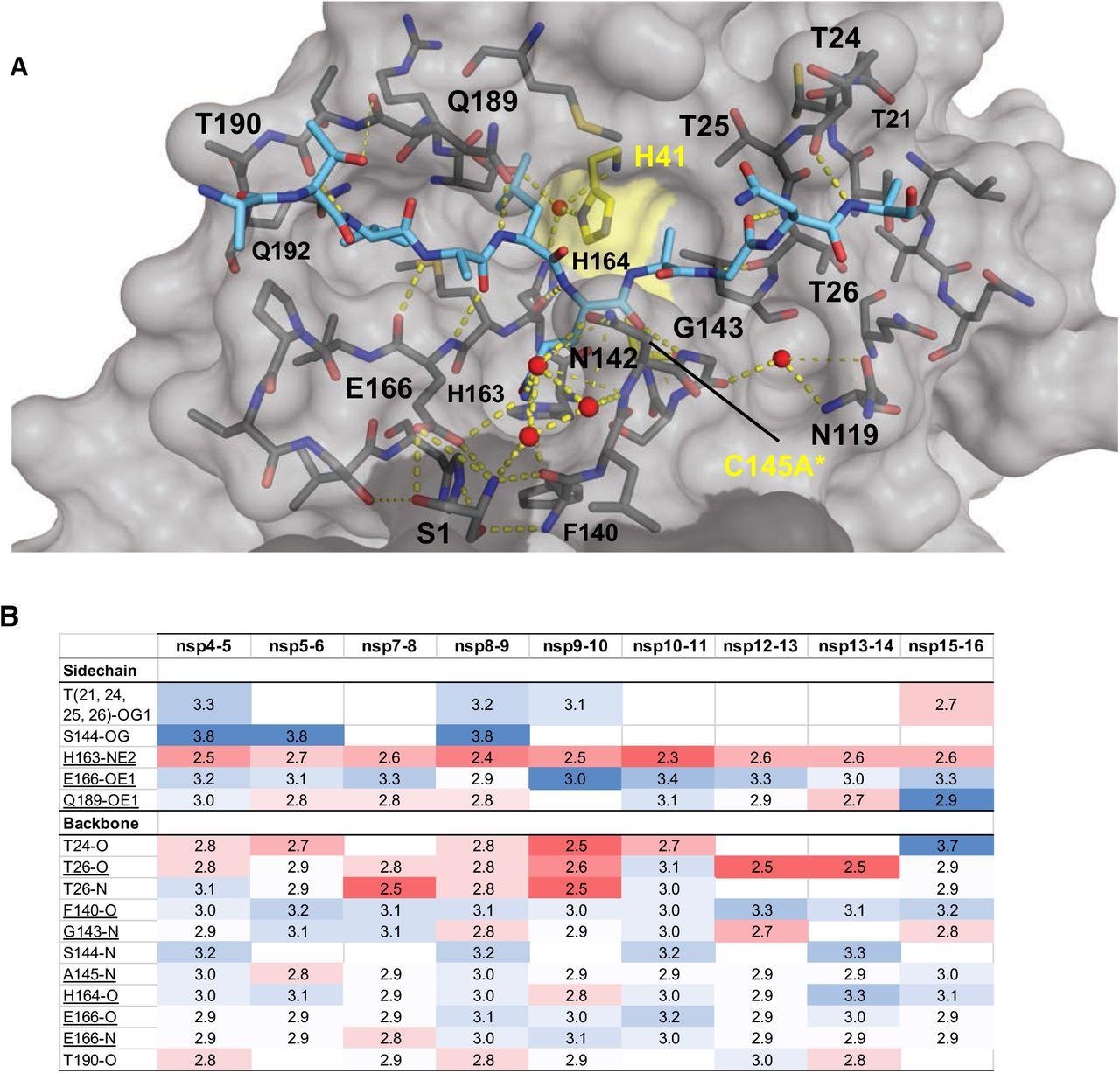 Liaisons hydrogène intermoléculaires dans les structures cocristallines du substrat Mpro.  (A) Liaisons hydrogène entre le substrat nsp9-nsp10 lié et Mpro.  Le peptide substrat est représenté sous forme de bâtonnets cyan et la protéase est en représentation de surface grise avec la dyade catalytique colorée en jaune.  Les lignes pointillées jaunes indiquent des liaisons hydrogène (lignes plus épaisses pour des liaisons plus fortes avec une distance inférieure à 3,5 Å) et les sphères rouges indiquent des molécules d'eau conservées.  Serl représenté sous forme de bâtons appartient à l'autre monomère (représenté en gris plus foncé).  (B) Liaisons hydrogène qui sont conservées dans trois complexes de substrat ou plus, soulignées complètement conservées, en haut interagissant avec les chaînes latérales Mpro et en bas avec les atomes du squelette Mpro, codées par la proximité de la liaison hydrogène.