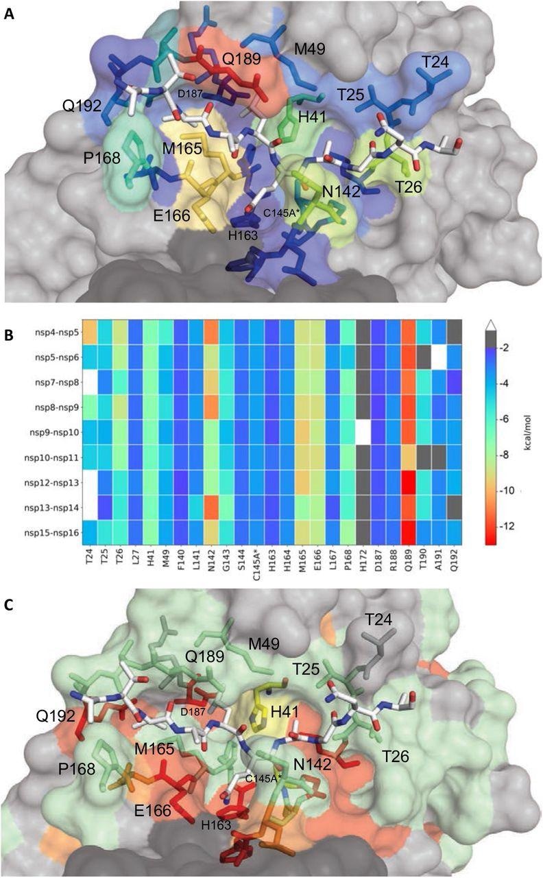 Étendue des interactions avec le substrat et conservation des résidus de surface Mpro.  (A) Vue rapprochée du substrat nsp9-nsp10 lié au site actif Mpro dans la structure cocristalline où le peptide substrat est représenté sous forme de bâtons blancs et la protéase est en représentation de surface.  Les résidus de protéase sont colorés en fonction de l'étendue des interactions de van der Waals avec le substrat, des couleurs plus chaudes indiquant plus d'interaction.  (B) Conservation des interactions substrat-protéase van der Waals parmi les 9 structures cocristallines déterminées.  Coloration de la carte thermique par étendue du contact de van der Waals par résidu.  (C) Conservation de la séquence d'acides aminés de Mpro entre 7 (Figure S4) espèces coronavirales représentées sur la structure où les résidus de surface sont conservés dans les 7 (rouge), 5-6 (orange), 3-4 (vert) et moins de 3 ( très variable ; gris) les séquences sont indiquées par la couleur.