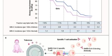 An energy allocation theory to explain mild COVID-19 and MIS-C in children based on disease tolerance and viral persistence. (A) Energy requirement (kcal/kg) decrease with age in US children and is slightly higher in boys than girls (adapted from Torun B, Pub. Health. Nutr, 2005). The fraction of asymptomatic children among SARS-CoV2 PCR+ children across the indicated age groups (Leidman et al, 2020), MIS-C incidence in the US per 100k children across indicated age groups (Belay et al, 2021), and MIS-C incidence per 1 million cases of COVID-19 across the indicated age groups (Payne et al, 2021). (B) In growing children, the threshold for energy-expenditure on system inflammatory responses are higher, leading to disease tolerance in most cases and mild to asymptomatic COVID-19, while in the elderly, the obese and individuals with inadequate type-I IFNrespones, systemic inflammation is triggered, driving bystander T cell activation and immunopathology.