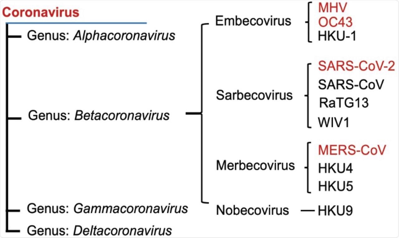 Arbre phylogénétique des bêtacoronavirus et de leurs lignées. Les virus examinés dans cette étude sont indiqués en caractères rouges.