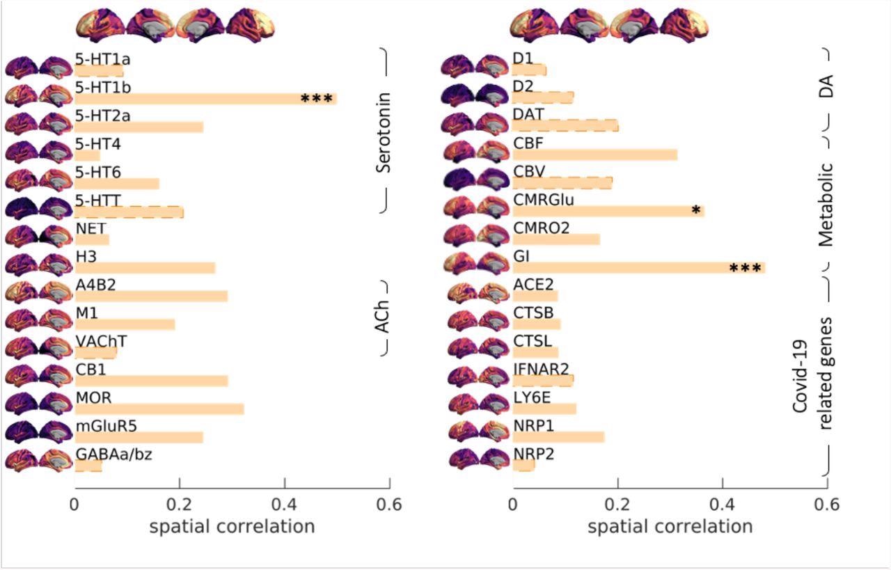 Corrélation spatiale entre la carte de la charge cérébrovasculaire induite par la gravité de Covid19 et les schémas spatiaux associés à une gamme de récepteurs/transporteurs de neurotransmetteurs (Hansen et al., 2021b), gènes sélectifs pertinents pour l'entrée cérébrale du SRAS-CoV-2 (Iadecola et al., 2020) et les paramètres du métabolisme cérébral (Vaishnavi et al., 2010).  Les récepteurs et les transporteurs des neurotransmetteurs étaient sélectifs pour la sérotonine (5-HT1a, 5-HT1b, 5-HT2a, 5-HT4, 5-HT6, 5-HTT), la noradrénaline (NET), l'histamine (H3), l'acétylcholine (ACh, A4B2, M1, VAChT), cannabinoïde (CB1), opioïde (MOR), glutamate (mGluR5), GABA (GABAa/bz) et dopamine (D1, D2, DAT).  Les cartes métaboliques étaient basées sur le débit sanguin cérébral (CBF), le volume sanguin cérébral (CBV), le taux métabolique cérébral du glucose et de l'oxygène (CMRGlu, CMRO2) et l'index glycémique (IG).  Les gènes sélectifs pertinents pour l'entrée cérébrale du SRAS-CoV-2 comprenaient l'enzyme de conversion de l'angiotensine-2, ACE2 ;  neuropiline-1, NRP1;  neuropiline-2, NRP2, cathepsine-B, CTSB ;  cathepsine-L, CTSL, récepteurs de l'interféron de type 2, IFNAR2 ;  membre E de la famille 6 de l'antigène lymphocytaire, LY6E.  Les cartes spatiales de la 5-HT1b, du CMRGlu et de l'indice glycémique (IG) étaient significativement corrélées avec la carte de la charge cérébrovasculaire induite par la gravité de Covid19 (* p-spin <0,05 (unilatéral), *** p-spin <0,001).  Voir le texte pour plus d'informations.