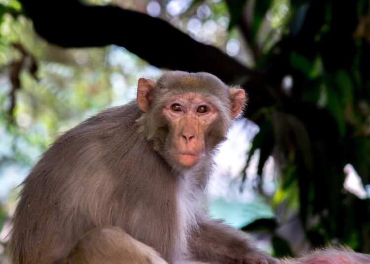 Study: mRNA-1273 or mRNA-Omicron boost in vaccinated macaques elicits comparable B cell expansion, neutralizing antibodies and protection against Omicron. Image Credit: Robert Ross/Shutterstock