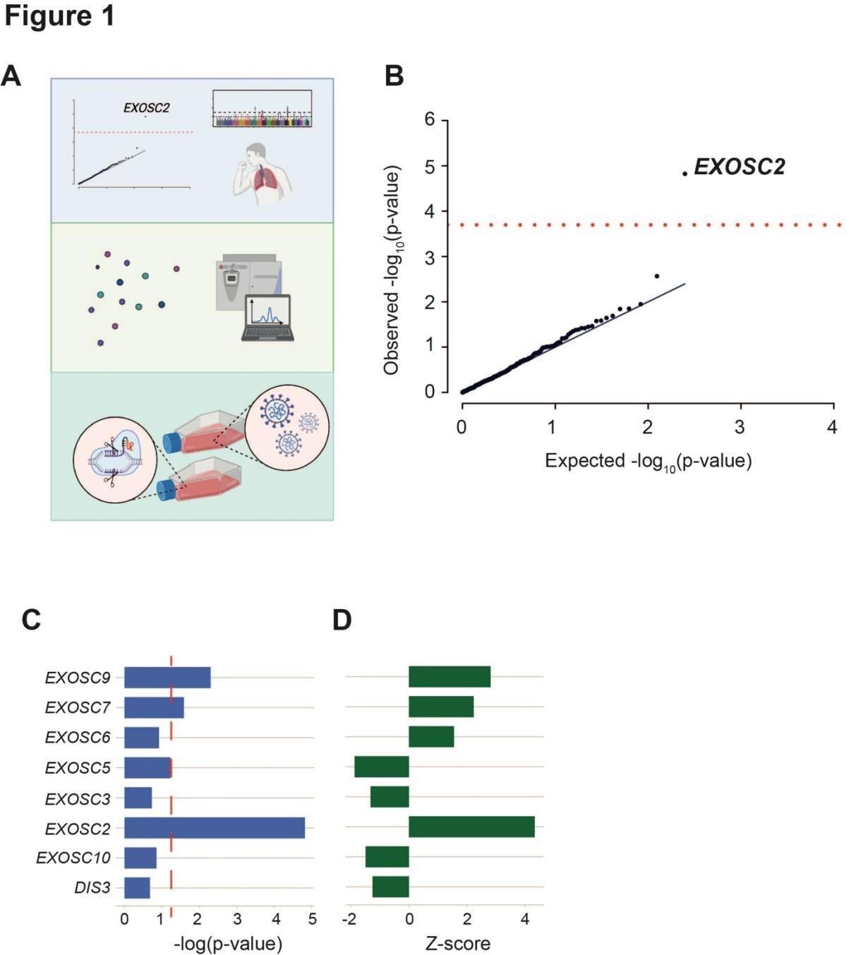 Un dépistage impartial des protéines hôtes identifiées comme des partenaires interagissant avec une confiance élevée des protéines du SRAS-CoV-2 relie les composants de l'exosome d'ARN au risque de COVID-19 clinique.  (a) Schéma de la conception de l'étude.  Les interactions hôte-virus connues ont été criblées pour l'association de la maladie en combinant des eQTL spécifiques aux poumons avec un GWAS pour les symptômes du COVID-19.  L'identification d'une corrélation positive entre l'expression d'EXOSC2 et la gravité accrue de COVID-19 a conduit à une étude plus approfondie des interactions entre la polymérase SARS-CoV-2 et l'exosome d'ARN humain entier par AP-MS.  Enfin, l'édition CRISPR d'EXOSC2 dans les cellules pulmonaires humaines et l'infection ultérieure par le SRAS-CoV-2 ont facilité la validation de la relation entre l'expression d'EXOSC2 et la réplication virale et l'interrogation du mécanisme biologique sous-jacent.  (b) Les eQTL pulmonaires ont été utilisés pour regrouper les variants génétiques en fonction de leur effet sur l'expression de 332 gènes hôtes codant pour des protéines qui interagissent avec les protéines virales.  Seule l'expression d'EXOSC2 était significativement associée au risque clinique de COVID-19 après plusieurs tests de Bonferroni (ligne rouge).  ( cd ) Les eQTL pulmonaires ont été utilisés pour regrouper les variantes génétiques en fonction de leur effet sur l'expression de tous les gènes codant pour les composants de l'exosome d'ARN.  Les niveaux d'expression d'EXOSC7, EXOSC9 et EXOSC2 étaient significativement liés au COVID-19 clinique et dans chaque cas, une expression plus élevée était associée à un risque d'infection plus élevé.