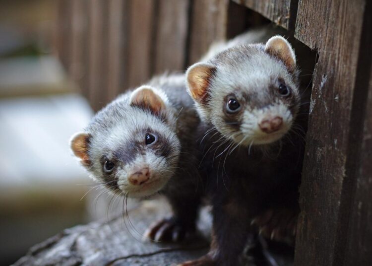 Study: Influenza infection in ferrets with SARS-CoV-2 infection history. Image Credit: Harald Schmidt/Shutterstock