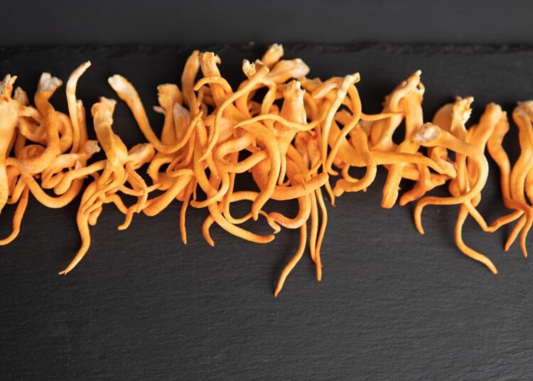 Study: Screening and in Vitro Validation of Mushroom Derived Compounds Against SARS-CoV-2. Image Credit: Dmytro Tyshchenko/Shutterstock