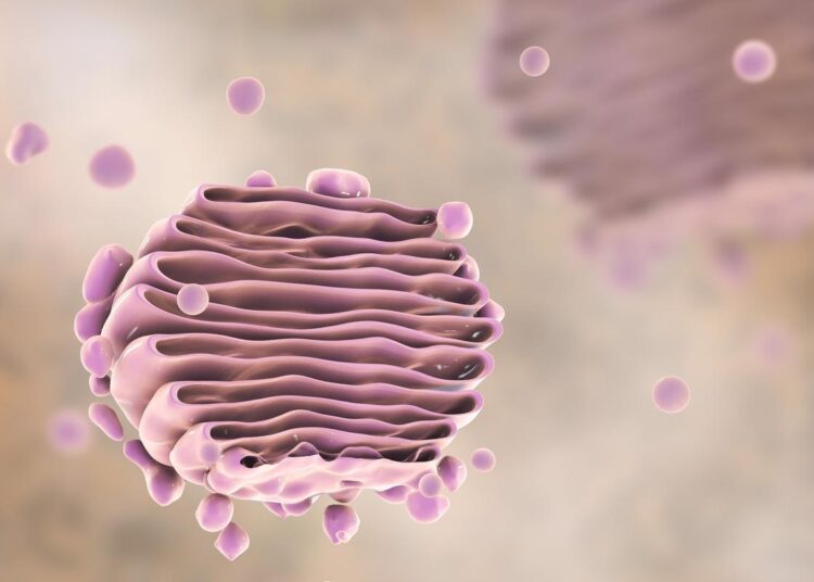 Study: SARS-CoV-2 triggers Golgi fragmentation via downregulation of GRASP55 to facilitate viral trafficking. Image Credit: Kateryna Kon/Shutterstock