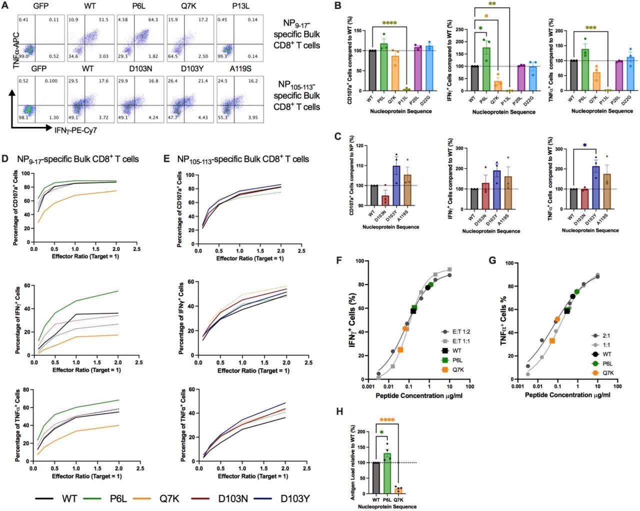 Les mutations dans les régions flanquantes des épitopes modifient les réponses des lymphocytes T CD8 +, (A) Coloration intracellulaire des cytokines des cellules T CD8 + spécifiques à l'épitope NP9-17 ou NP105-113 après incubation avec des cellules B transduites par GFP ou NP.  (B) Les réponses des lymphocytes T CD8+ aux mutations flanquant NP9-17 ont été analysées par cytométrie en flux à un rapport E:T de 2:1.  (C) Les réponses des lymphocytes T CD8+ aux mutations flanquant NP105-113 ont été analysées par cytométrie en flux à un rapport E:T de 2:1.  (DE) Des mutations sélectionnées ont été étudiées plus en détail en modifiant le rapport E:T de 2:1 à 0,1:1.  (F) Courbe de titrage IFNγ en réponse au peptide épitope NP9-17 pour les lymphocytes T CD8 + en vrac spécifiques de NP9-17 avec des réponses de cellules B transduites par NP superposées.  (G) Courbe de titrage TNFα en réponse au peptide épitope NP9-17 pour les lymphocytes T CD8 + en vrac spécifiques de NP9-17 avec des réponses de lymphocytes B transduites par NP superposées.  (H) Les valeurs de charge de peptide estimées ont été normalisées aux niveaux de WT-NP.  Les données sont présentées sous forme de moyenne ± SEM et ont été analysées par ANOVA unidirectionnelle et test de comparaisons multiples de Dunnett.  *p<0,05, **p<0,01, ***p<0,001, ****p<0,0001.