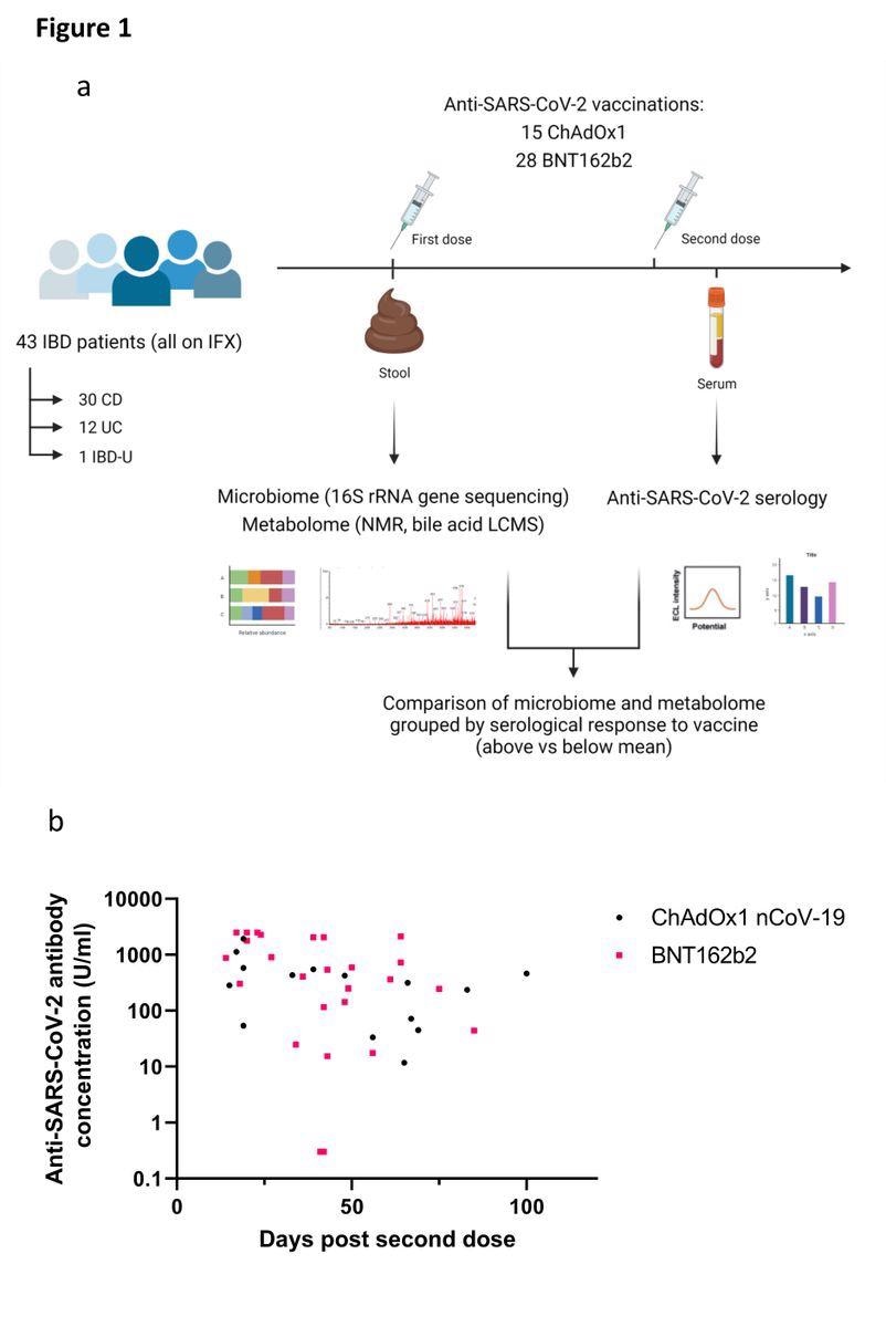 (a) Schéma expérimental de l'étude ; (b) Concentrations d'anticorps anti-SARS-CoV-2 spike RBD chez les patients recevant ChAdOx1 nCoV-19 (points noirs) ou BNT162b2 (carrés roses). Chaque point représente un seul patient tracé le nombre de jours après la deuxième dose de vaccin lorsque son taux d'anticorps a été mesuré