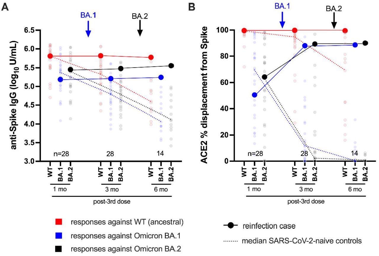 Réponses humorales longitudinales contre les antigènes de type sauvage, BA.1 et BA.2 Spike. Panneau A : Concentrations log10 d'IgG anti-pointes chez le participant au cas (grands cercles) par rapport au sous-ensemble du groupe de comparaison d'individus naïfs du SRAS-CoV-2 (petits cercles) à un, trois et six mois après trois doses de COVID-19 vaccination. Les réponses anti-Spike spécifiques de type sauvage (WT) sont en rouge ; Ceux spécifiques à BA.1 sont en bleu; Ceux spécifiques à BA.2 sont en noir. Les lignes pleines correspondantes relient les valeurs longitudinales du participant ; les lignes pointillées relient les valeurs médianes du groupe de comparaison. Les durées approximatives des infections BA.1 et BA.2 sont indiquées par des flèches. Le nombre total de N (y compris le participant au cas) est indiqué au bas du graphique ; le dernier point dans le temps a un N plus petit car certains participants témoins ont été censurés en raison d'une infection par le SRAS-CoV-2 post-vaccination ou n'avaient pas encore terminé la visite. Panneau B : identique au précédent, mais pour la fonction de déplacement longitudinale de l'ACE2 % à partir de la protéine Spike de type sauvage (rouge), BA.1 (bleu) et BA.2 (noir).