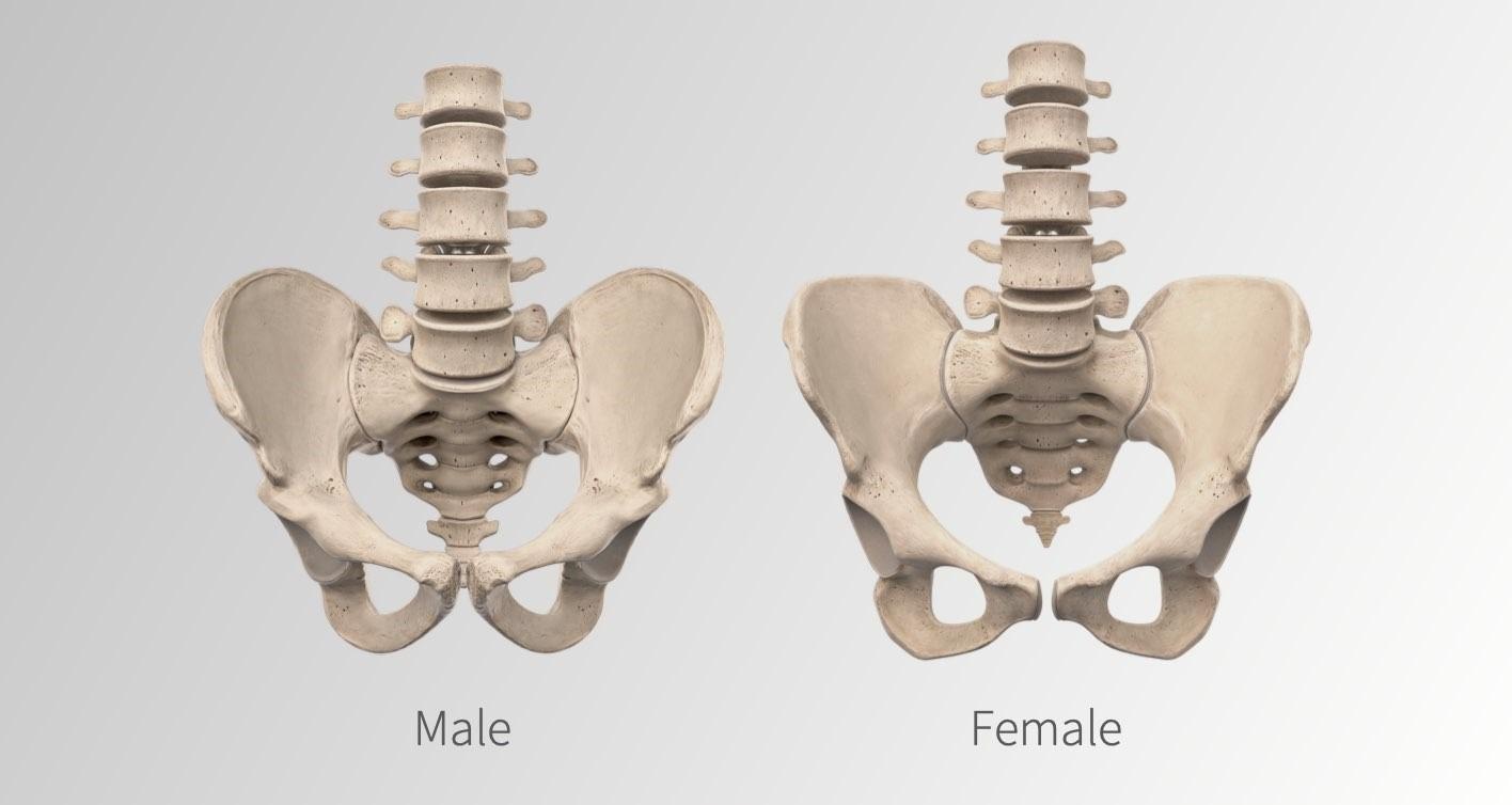 Viser l'égalité en matière d'éducation avec le modèle d'anatomie féminine complet le plus avancé au monde